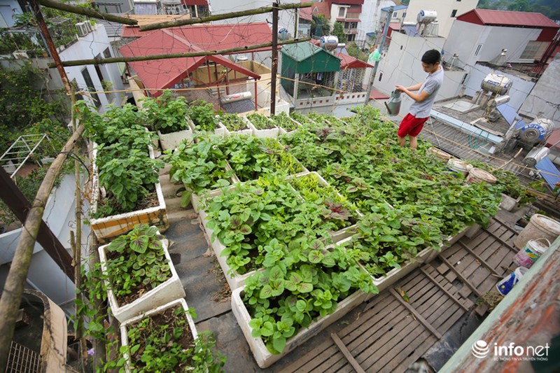 Chàng trai dựng vườn treo VAC giữa lòng Thủ Đô - ảnh 1