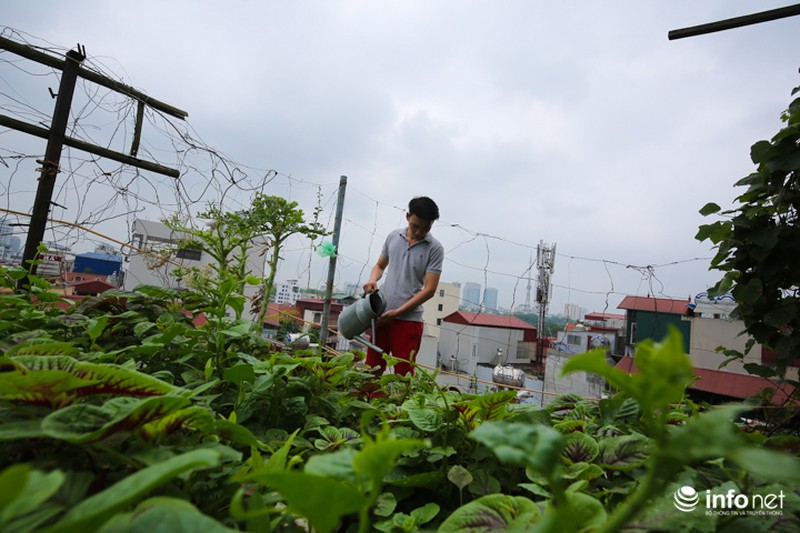 Chàng trai dựng vườn treo VAC giữa lòng Thủ Đô - ảnh 12