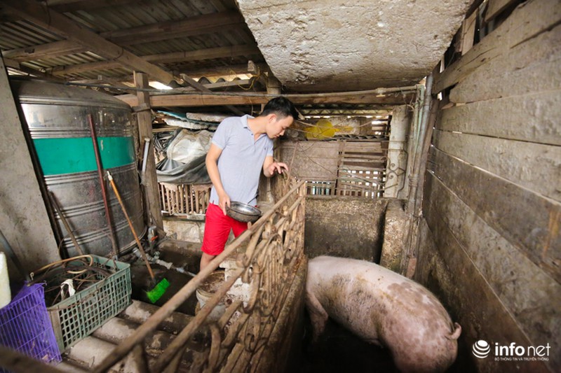 Chàng trai dựng vườn treo VAC giữa lòng Thủ Đô - ảnh 2