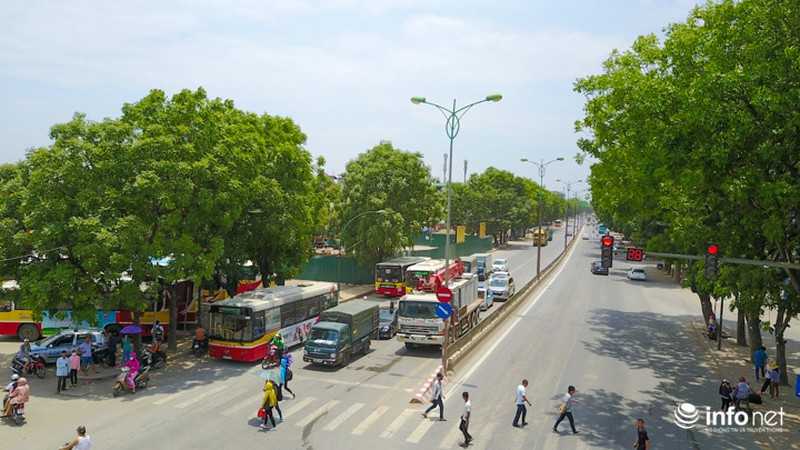 Cận cảnh hàng cây 1300 gốc chuẩn bị chặt hạ, di chuyển để làm đường vành đai 3 - ảnh 2