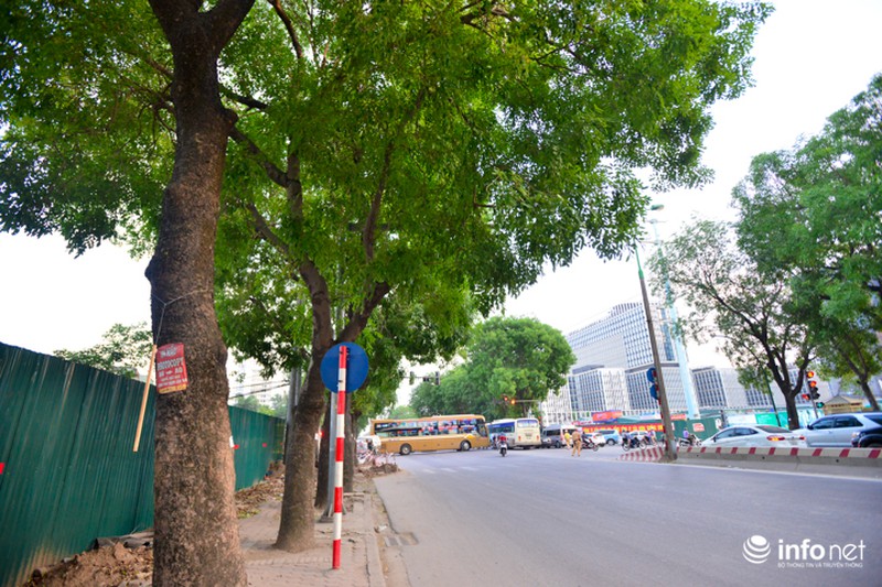 Cận cảnh hàng cây 1300 gốc chuẩn bị chặt hạ, di chuyển để làm đường vành đai 3 - ảnh 8