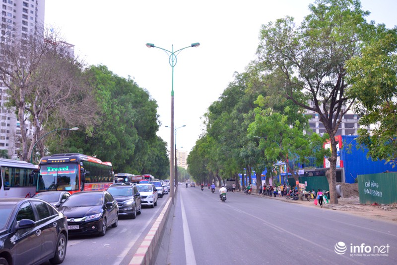 Cận cảnh hàng cây 1300 gốc chuẩn bị chặt hạ, di chuyển để làm đường vành đai 3 - ảnh 6