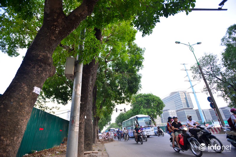 Cận cảnh hàng cây 1300 gốc chuẩn bị chặt hạ, di chuyển để làm đường vành đai 3 - ảnh 9