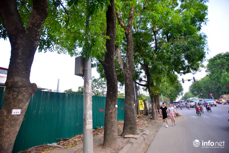Cận cảnh hàng cây 1300 gốc chuẩn bị chặt hạ, di chuyển để làm đường vành đai 3 - ảnh 4