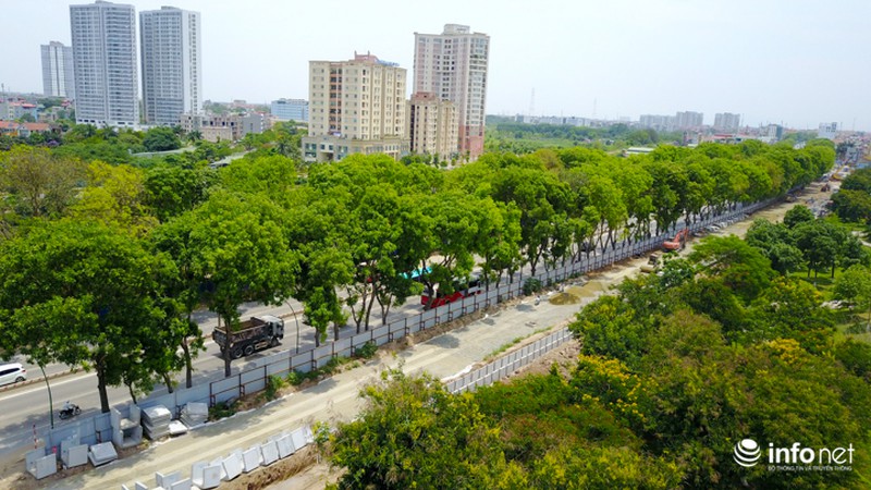 Cận cảnh hàng cây 1300 gốc chuẩn bị chặt hạ, di chuyển để làm đường vành đai 3 - ảnh 7