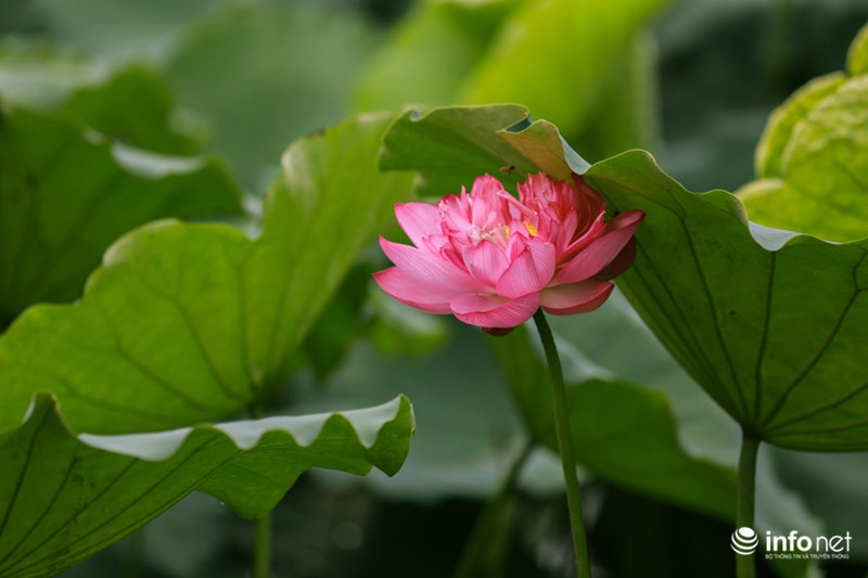 Nghệ thuật ướp trà sen lan tỏa thế giới của người thương binh Việt Nam - ảnh 1