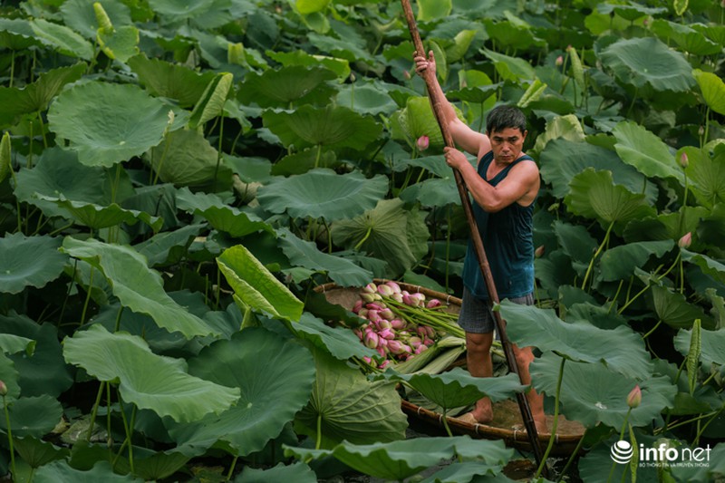 Nghệ thuật ướp trà sen lan tỏa thế giới của người thương binh Việt Nam - ảnh 2