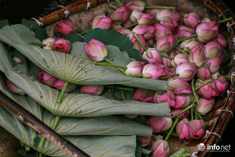 Nghệ thuật ướp trà sen lan tỏa thế giới của người thương binh Việt Nam - ảnh 3