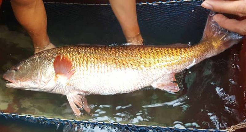 Đổ xô đi xem cá nặng 8kg, màu vàng óng nghi là sú quý hiếm, mắc lưới ngư dân - ảnh 1