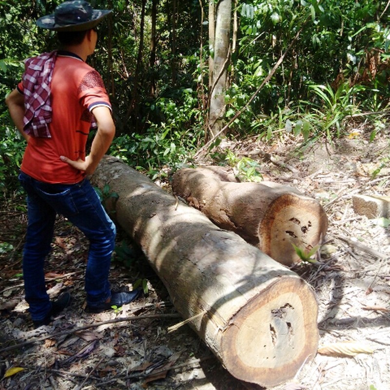 Thừa Thiên - Huế: Rừng đặc dụng Khu bảo tồn Phong Điền đang
