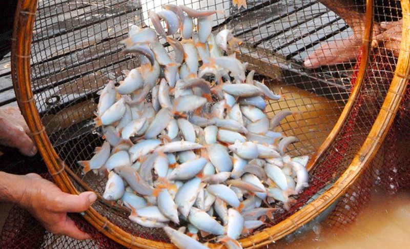 Cá heo nhỏ bằng 3 ngón tay ở miền Tây - ảnh 12