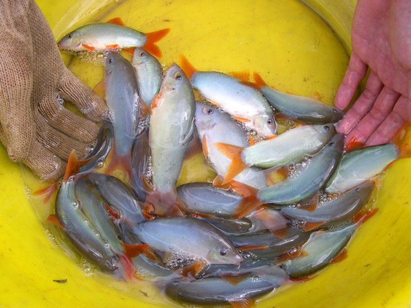 Cá heo nhỏ bằng 3 ngón tay ở miền Tây - ảnh 4