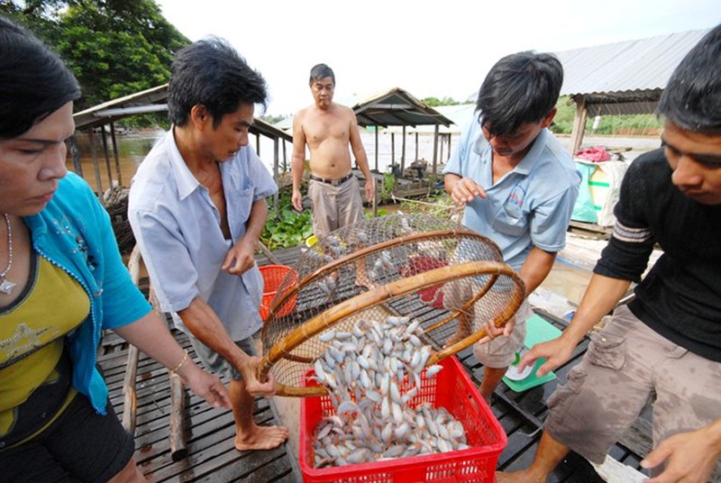 Cá heo nhỏ bằng 3 ngón tay ở miền Tây - ảnh 11