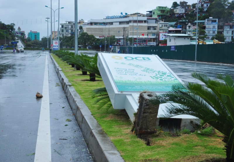 Cây đổ tả tơi sau bão số 3 tại Hạ Long - ảnh 10