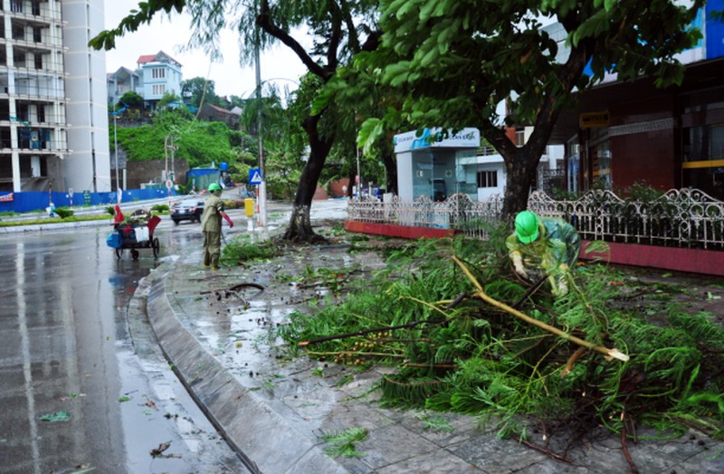 Cây đổ tả tơi sau bão số 3 tại Hạ Long - ảnh 11