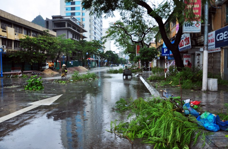 Cây đổ tả tơi sau bão số 3 tại Hạ Long - ảnh 12