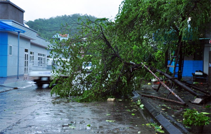 Cây đổ tả tơi sau bão số 3 tại Hạ Long - ảnh 2