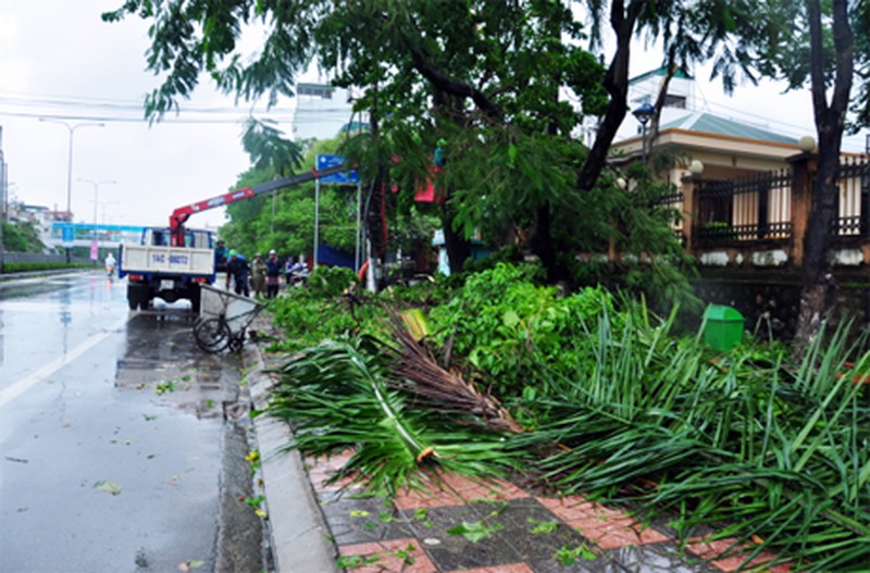 Cây đổ tả tơi sau bão số 3 tại Hạ Long - ảnh 3