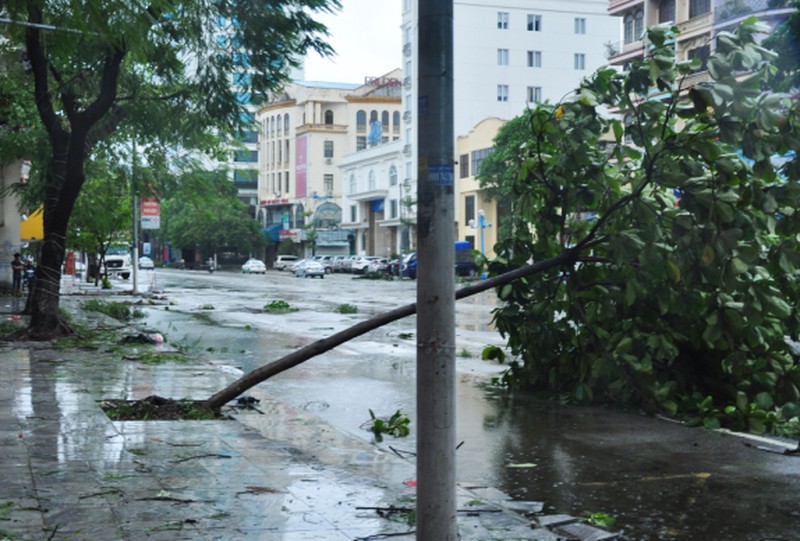 Cây đổ tả tơi sau bão số 3 tại Hạ Long - ảnh 4