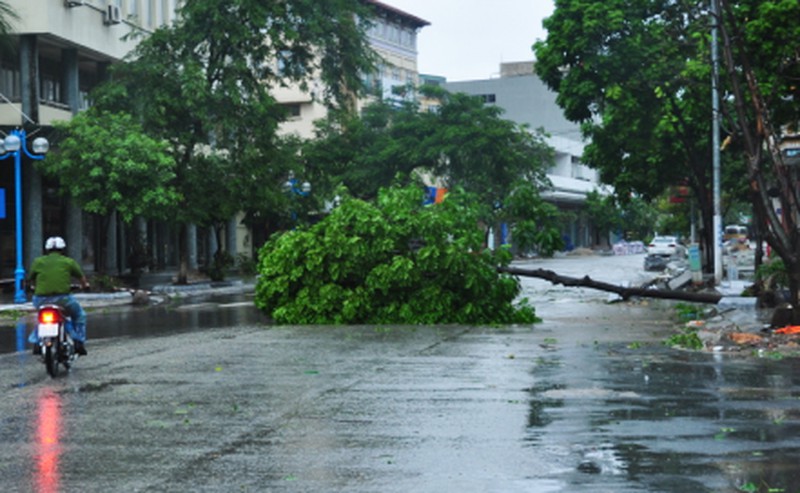 Cây đổ tả tơi sau bão số 3 tại Hạ Long - ảnh 5