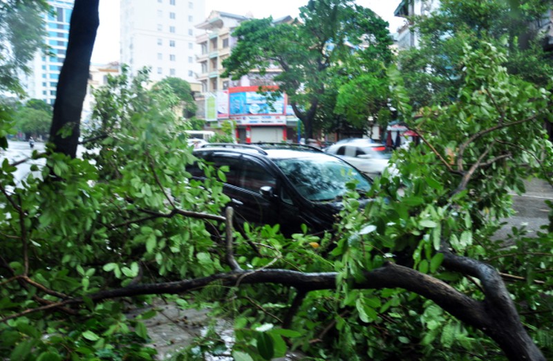 Cây đổ tả tơi sau bão số 3 tại Hạ Long - ảnh 6