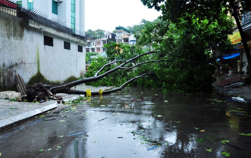 Cây đổ tả tơi sau bão số 3 tại Hạ Long - ảnh 7
