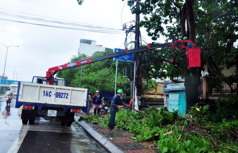 Cây đổ tả tơi sau bão số 3 tại Hạ Long - ảnh 8