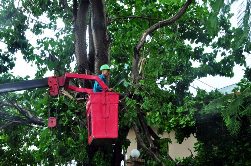 Cây đổ tả tơi sau bão số 3 tại Hạ Long - ảnh 9