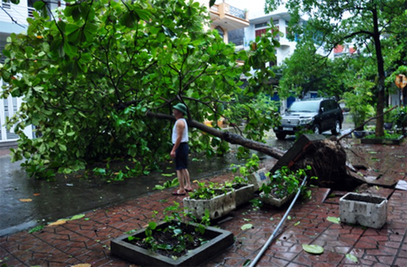 Cây đổ tả tơi sau bão số 3 tại Hạ Long - ảnh 1