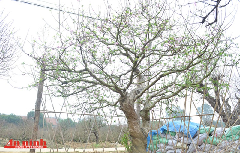 Chiêm ngưỡng cây đào quý trị giá gần 200 triệu đồng ở An Dương - ảnh 1