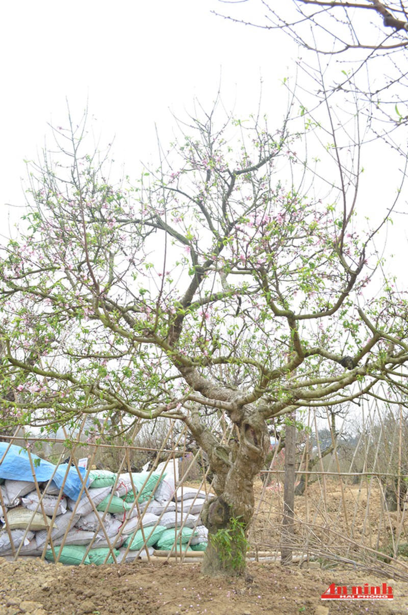 Chiêm ngưỡng cây đào quý trị giá gần 200 triệu đồng ở An Dương - ảnh 2