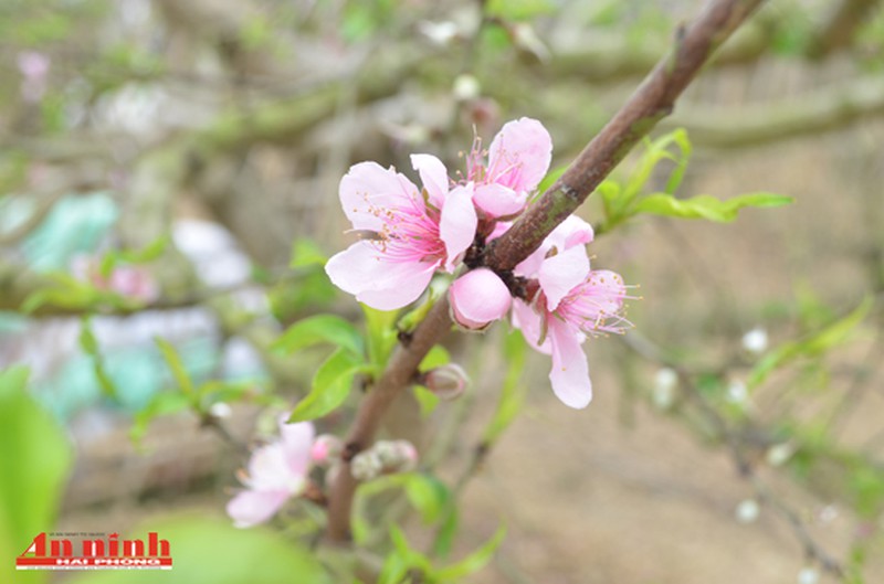 Chiêm ngưỡng cây đào quý trị giá gần 200 triệu đồng ở An Dương - ảnh 3