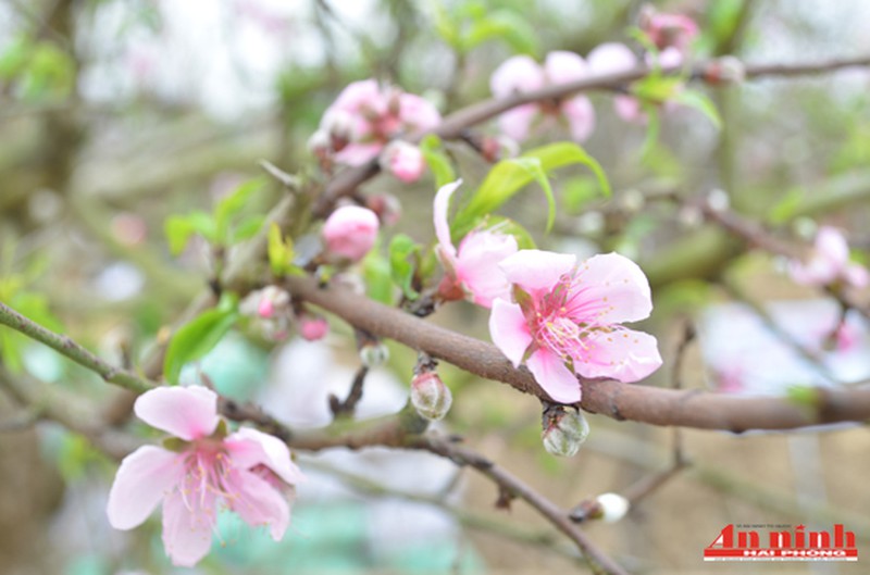 Chiêm ngưỡng cây đào quý trị giá gần 200 triệu đồng ở An Dương - ảnh 4