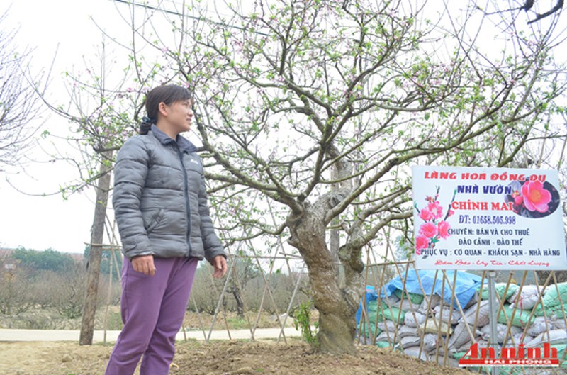Chiêm ngưỡng cây đào quý trị giá gần 200 triệu đồng ở An Dương - ảnh 5