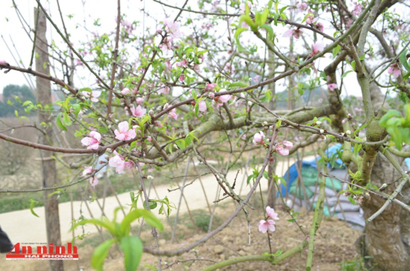Chiêm ngưỡng cây đào quý trị giá gần 200 triệu đồng ở An Dương - ảnh 6