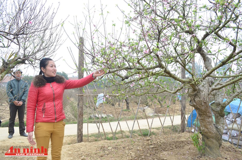 Chiêm ngưỡng cây đào quý trị giá gần 200 triệu đồng ở An Dương - ảnh 7