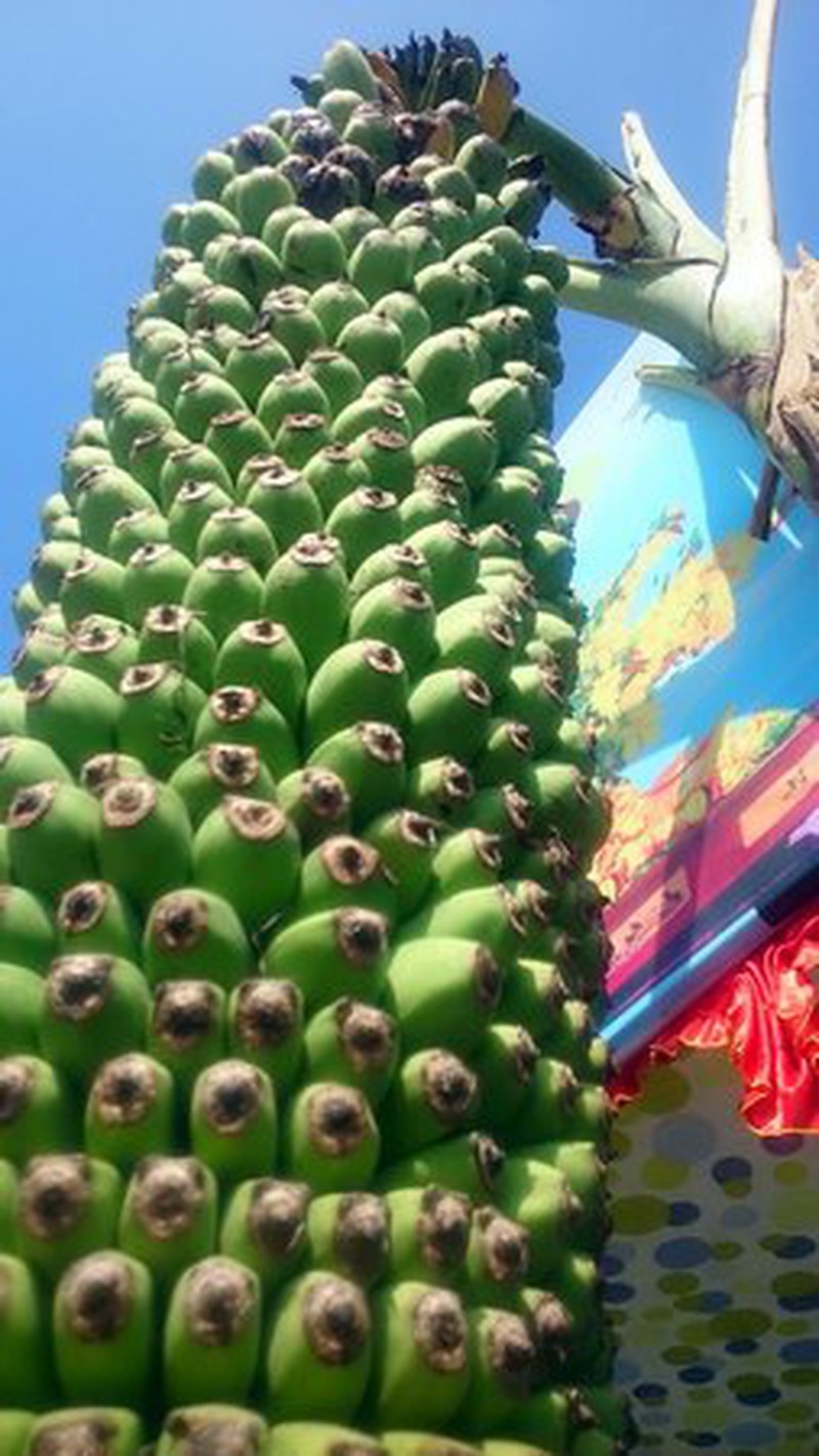 Kỳ lạ con ếch không đầu vẫn sống - ảnh 2