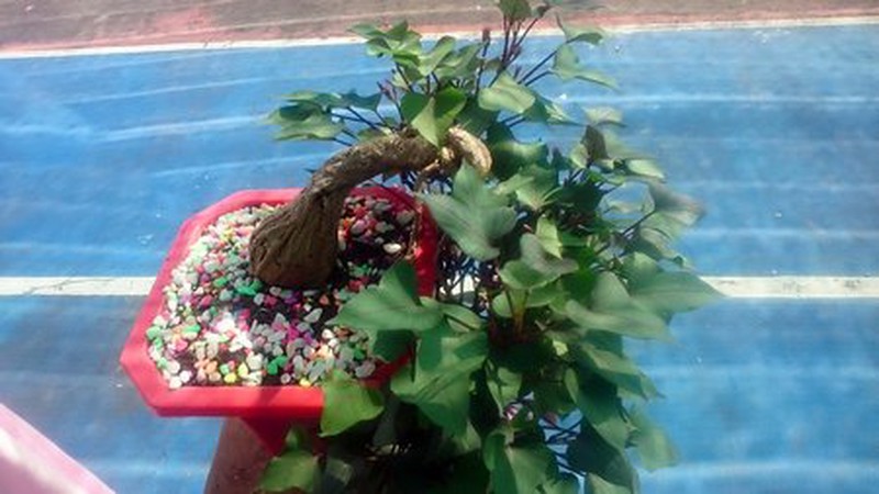 Kỳ lạ con ếch không đầu vẫn sống - ảnh 4