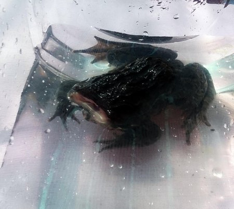 Kỳ lạ con ếch không đầu vẫn sống - ảnh 1