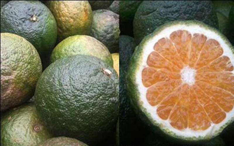 Những loại quả không hạt gây sốt thị trường Việt - ảnh 11