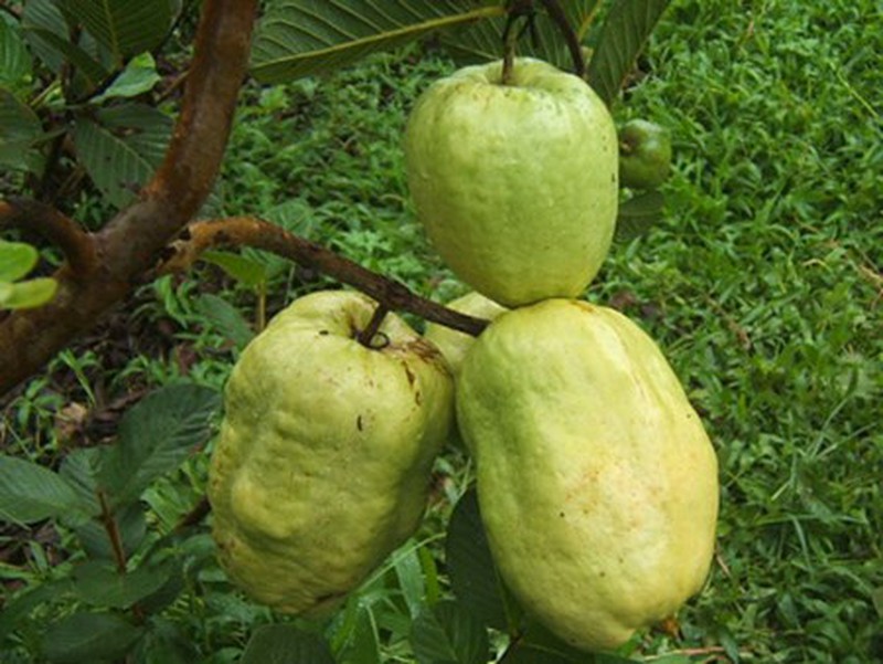 Những loại quả không hạt gây sốt thị trường Việt - ảnh 7