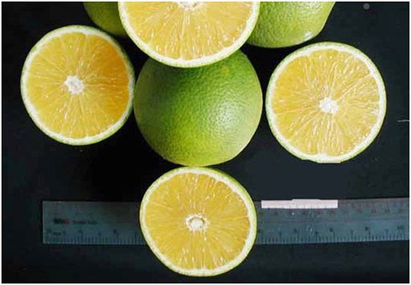 Những loại quả không hạt gây sốt thị trường Việt - ảnh 10