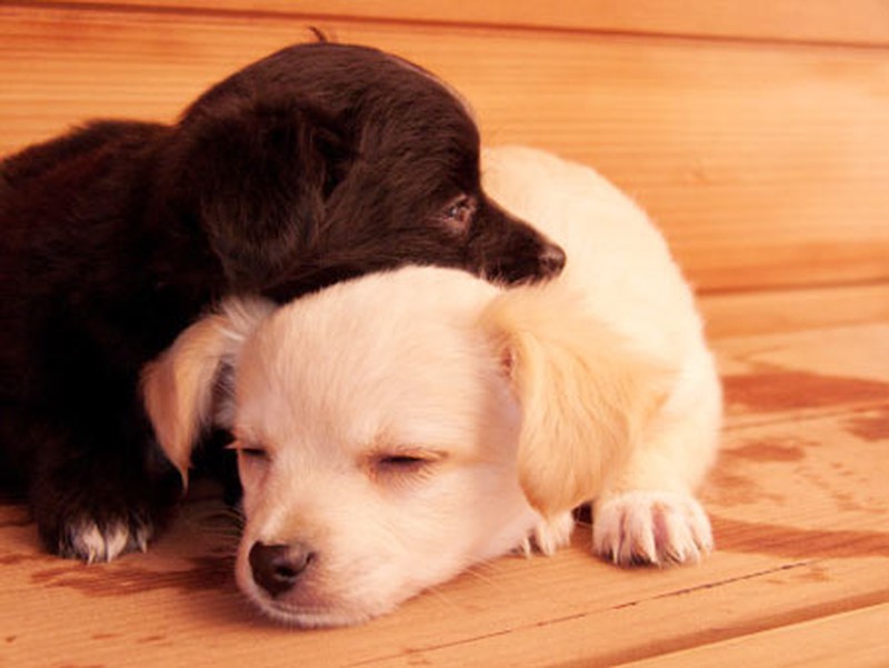 Bão dân mạng đang lan truyền một bức ảnh đáng yêu về chú chó ôm nhau. Hãy xem hình ảnh đáng yêu này để cảm nhận sự ấm áp, tình bạn chân thành giữa hai chú cún đáng yêu này.