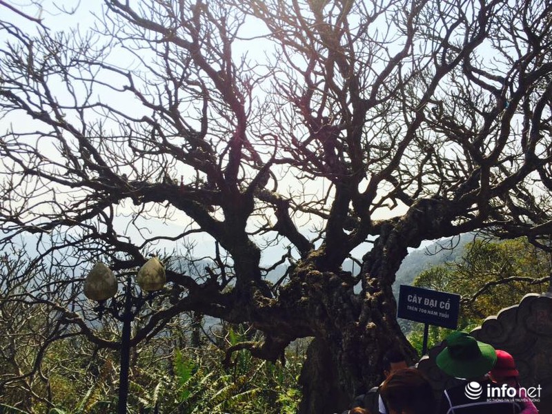 Người người về non thiêng Yên Tử đầu xuân - ảnh 13