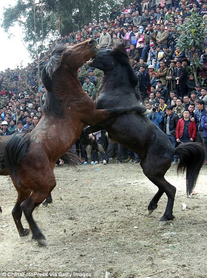 Cam go chọi ngựa ở Trung Quốc - ảnh 2