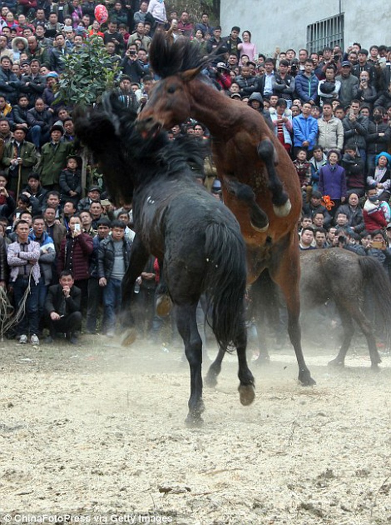 Cam go chọi ngựa ở Trung Quốc - ảnh 3