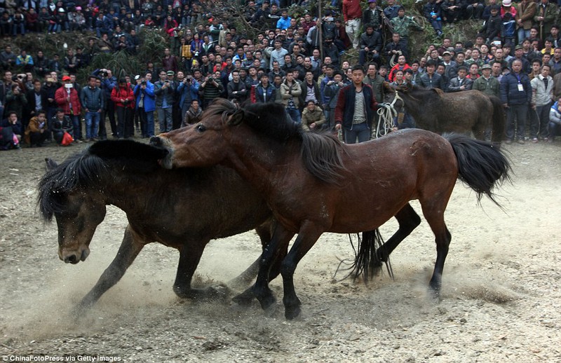 Cam go chọi ngựa ở Trung Quốc - ảnh 6