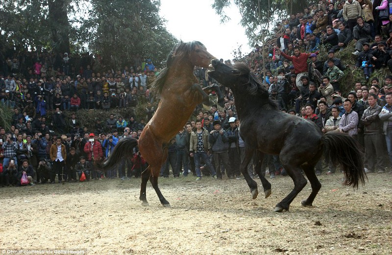 Cam go chọi ngựa ở Trung Quốc - ảnh 8