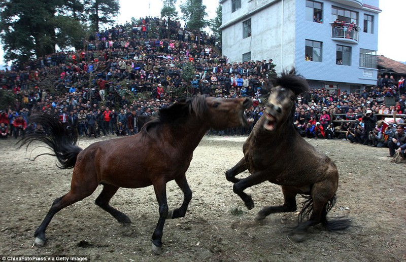 Cam go chọi ngựa ở Trung Quốc - ảnh 9