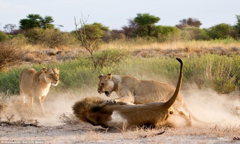Sư tử cái ghen tuông, trút cơn thịnh nộ lên bạn tình - ảnh 4
